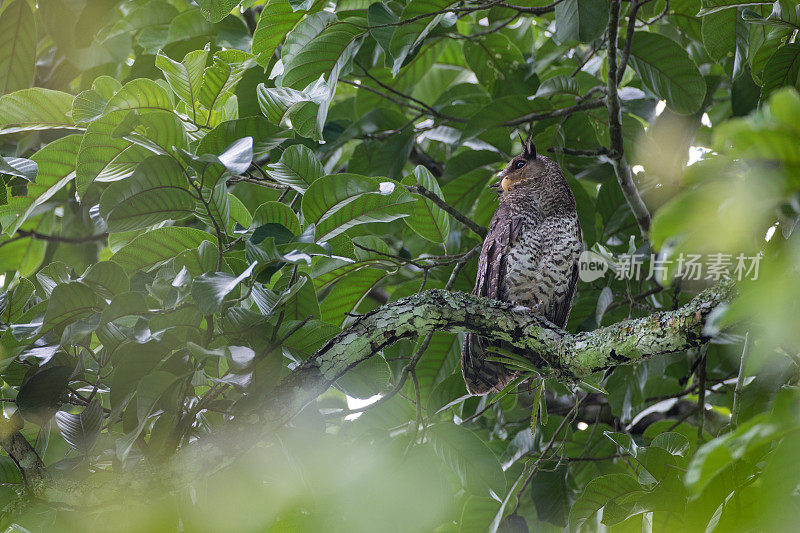 夜行鸟:成年雌性斑腹鹰鸮，又称森林鹰鸮(Bubo nipalensis)